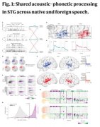 最新研究实证语音感知的跨语言共性：人脑对不同语音会有相似反应